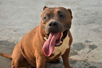 Portrait of a dog