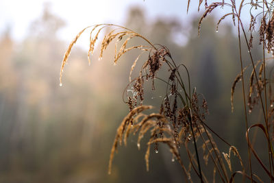 Close-up of grass growing in field