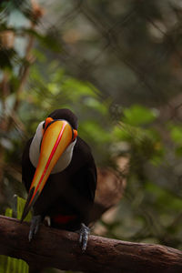 Close-up of bird perching on branch