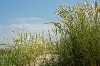 View of stalks in field against sky