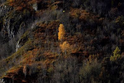 Scenic view of forest during autumn