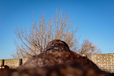 Low angle view of bare tree against blue sky