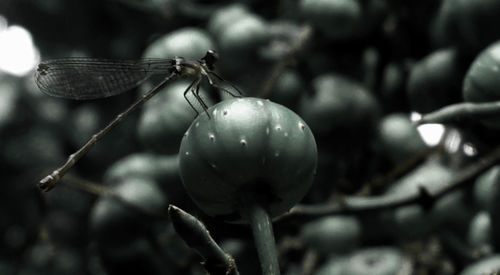 Close-up of fruit growing on tree with dragonfly