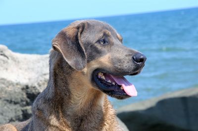 Close-up of dog