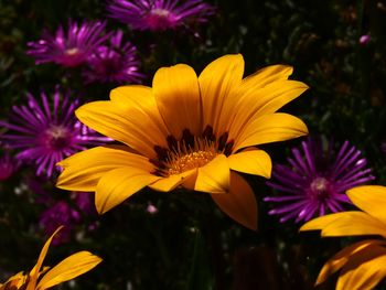 Close-up of purple flowering plants