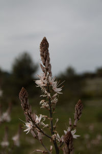 Close-up of wilted plant on field against sky