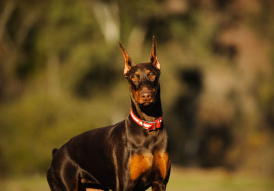 Portrait of brown doberman pinscher