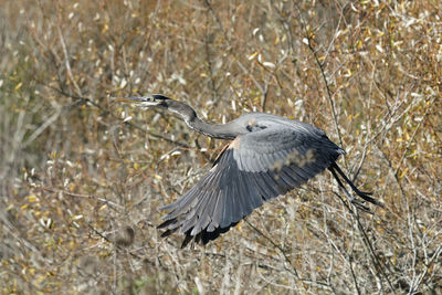 Side view of a bird flying