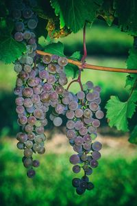 Close-up of grapes hanging in vineyard