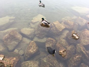 High angle view of ducks swimming on lake