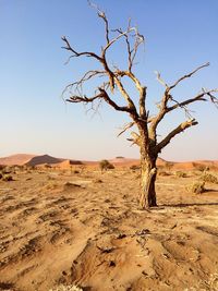 Bare tree on sand dune against clear sky