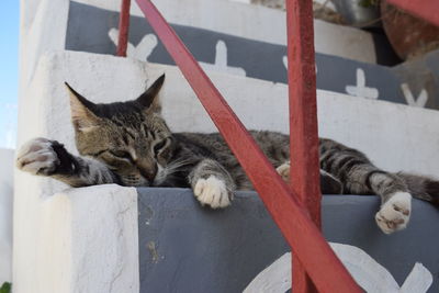 Portrait of a cat resting