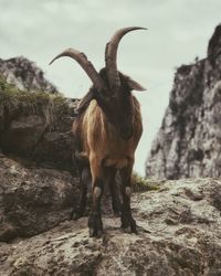 Horse standing on rock