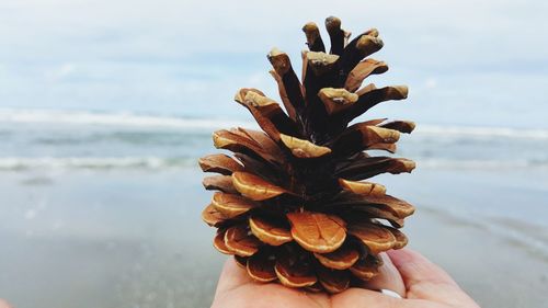 Close-up of hand holding leaf against sea