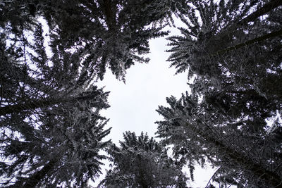 Low angle view of trees against sky