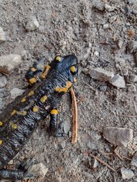 High angle view of lizard on rock