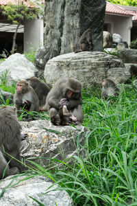 View of monkey sitting on plants