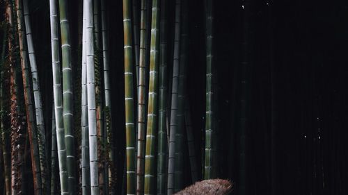 Full frame shot of bamboo trees in forest