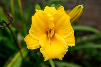 Close-up of yellow flower blooming outdoors