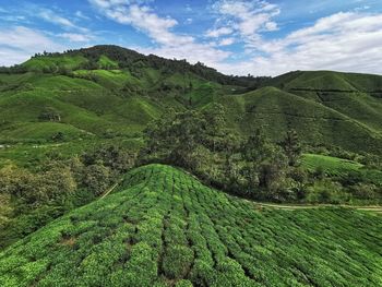 Green tea plantation, cameron highlands malaysia