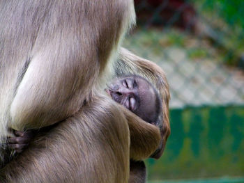 Close-up of monkey with dog