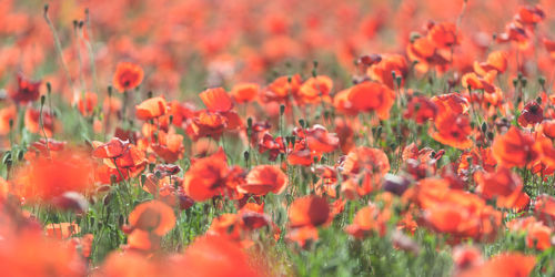 Close-up of flowering plants on field