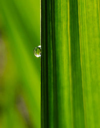 Close-up of raindrops on leaf