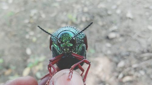 Cropped hand of person holding green beetle