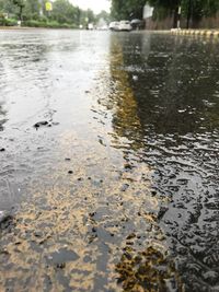 Close-up of tree in water