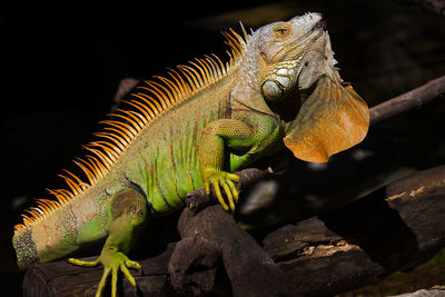 Green iguana on tree