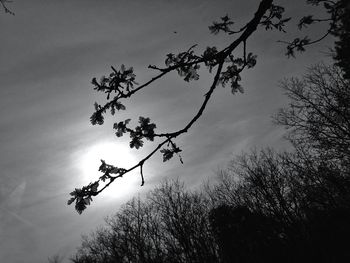 Low angle view of bare trees against sky