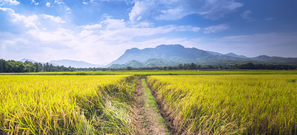 Scenic view of agricultural field against sky