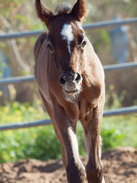 Close-up portrait of foal standing on land