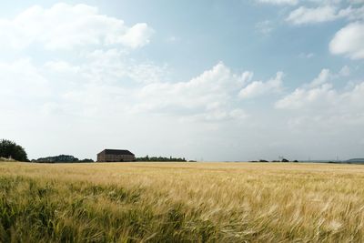 Scenic view of agricultural field against sky