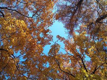 Low angle view of tree against sky