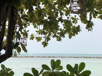 Tree by sea against sky