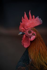 Rooster side face 