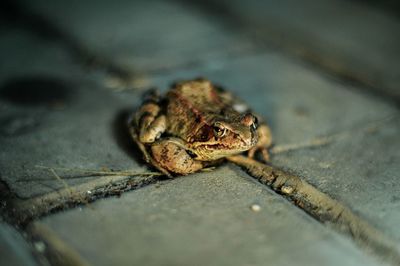 High angle view of frog on footpath