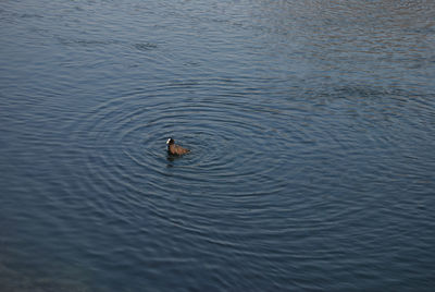 Bird swimming in lake