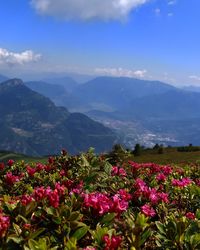 Scenic view of flowering plants against cloudy sky