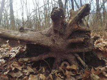 Fallen tree in forest