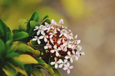 Close-up of white flowering plant