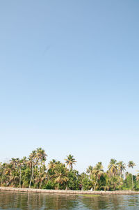 Scenic view of palm trees against clear sky