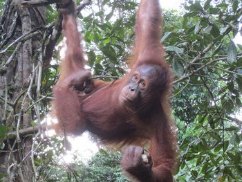 Monkey on tree in forest