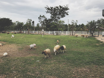 Sheep grazing in a field