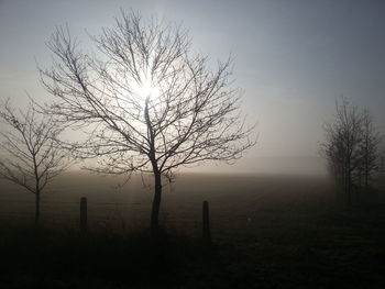 Silhouette tree against sky during sunset