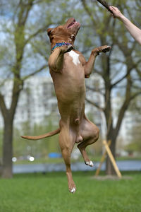 Dog jumping