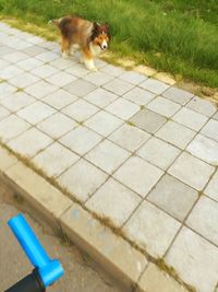 High angle view of dog on footpath