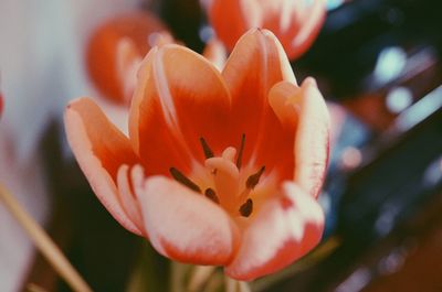 Close-up of fresh flower blooming in park