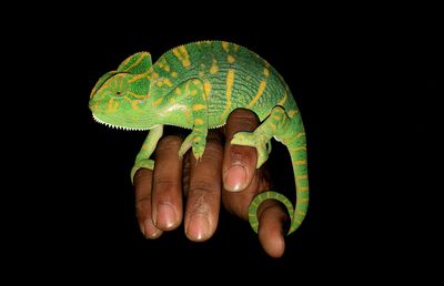 Close-up of chameleon on cropped hand against black background